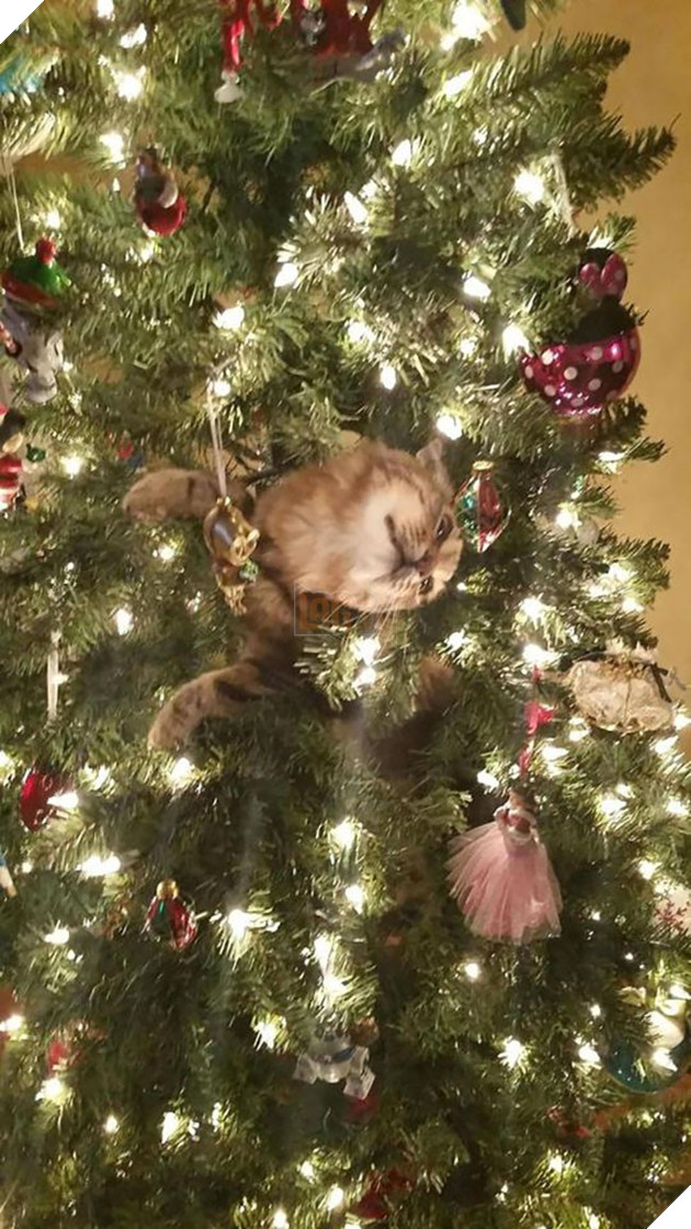 18 khuôn mặt chán đến tận cổ của động vật khi mùa Giáng Sinh đến - Ảnh 13.