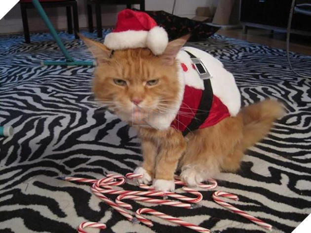 18 khuôn mặt chán đến tận cổ của động vật khi mùa Giáng Sinh đến - Ảnh 15.