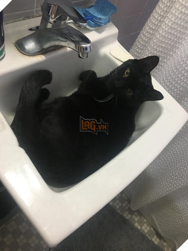 17 chú mèo vô duyên thích chỗ nào là tự tiện chui vào đấy - Ảnh 17.