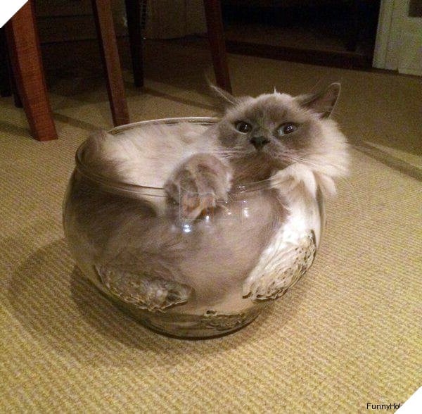 17 chú mèo vô duyên thích chỗ nào là tự tiện chui vào đấy - Ảnh 19.