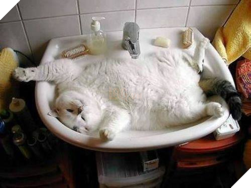 17 chú mèo vô duyên thích chỗ nào là tự tiện chui vào đấy - Ảnh 13.