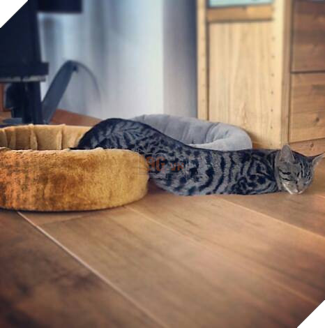 17 chú mèo vô duyên thích chỗ nào là tự tiện chui vào đấy - Ảnh 9.