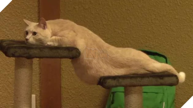 17 chú mèo vô duyên thích chỗ nào là tự tiện chui vào đấy - Ảnh 11.