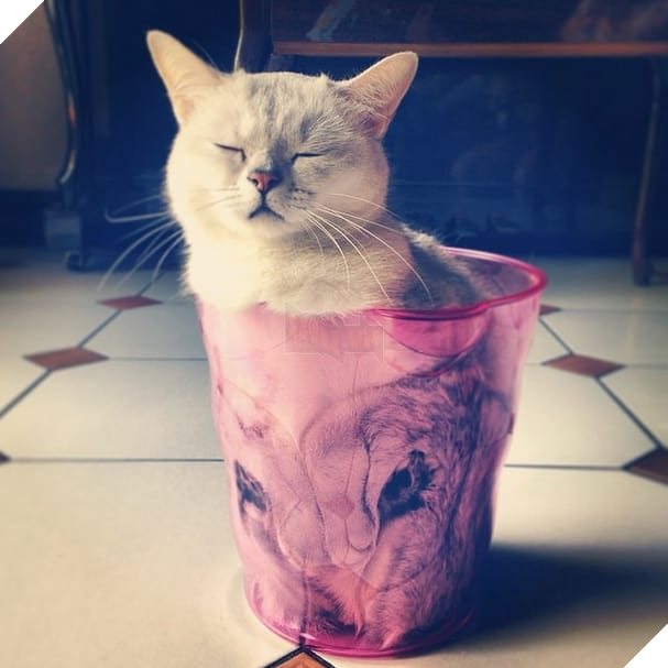 17 chú mèo vô duyên thích chỗ nào là tự tiện chui vào đấy - Ảnh 29.