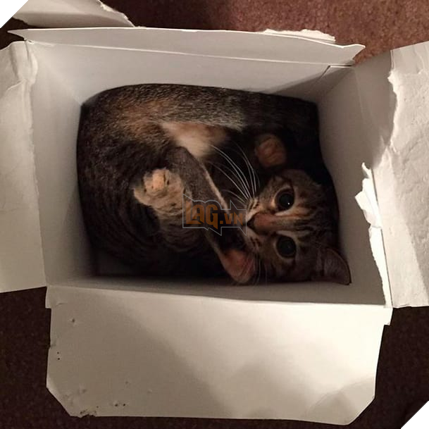17 chú mèo vô duyên thích chỗ nào là tự tiện chui vào đấy - Ảnh 23.