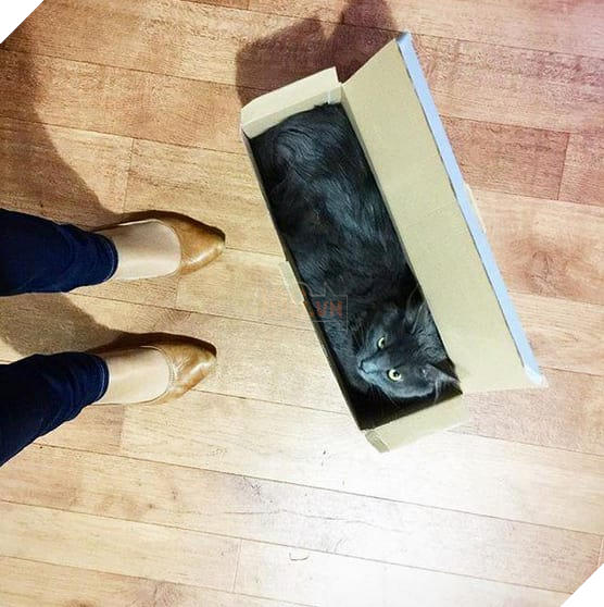 17 chú mèo vô duyên thích chỗ nào là tự tiện chui vào đấy - Ảnh 25.