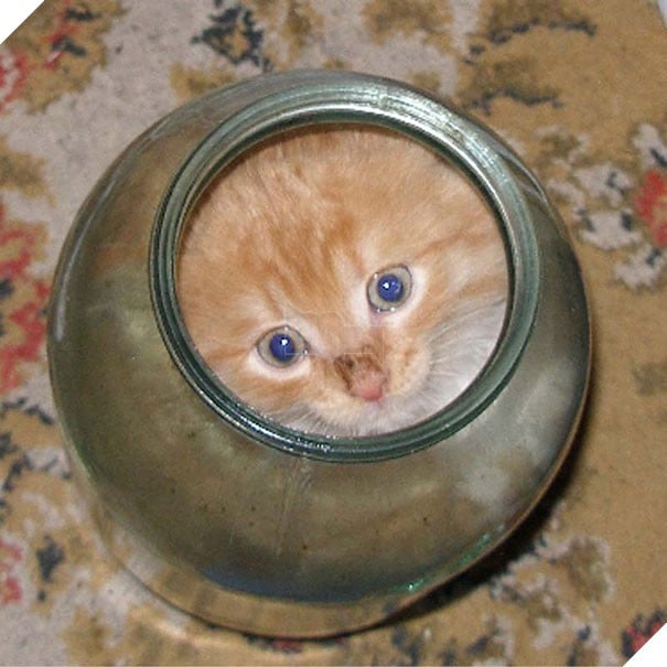 17 chú mèo vô duyên thích chỗ nào là tự tiện chui vào đấy - Ảnh 4.