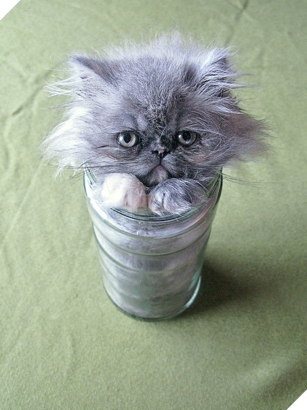 17 chú mèo vô duyên thích chỗ nào là tự tiện chui vào đấy - Ảnh 33.