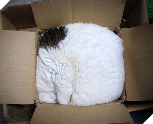 17 chú mèo vô duyên thích chỗ nào là tự tiện chui vào đấy - Ảnh 31.