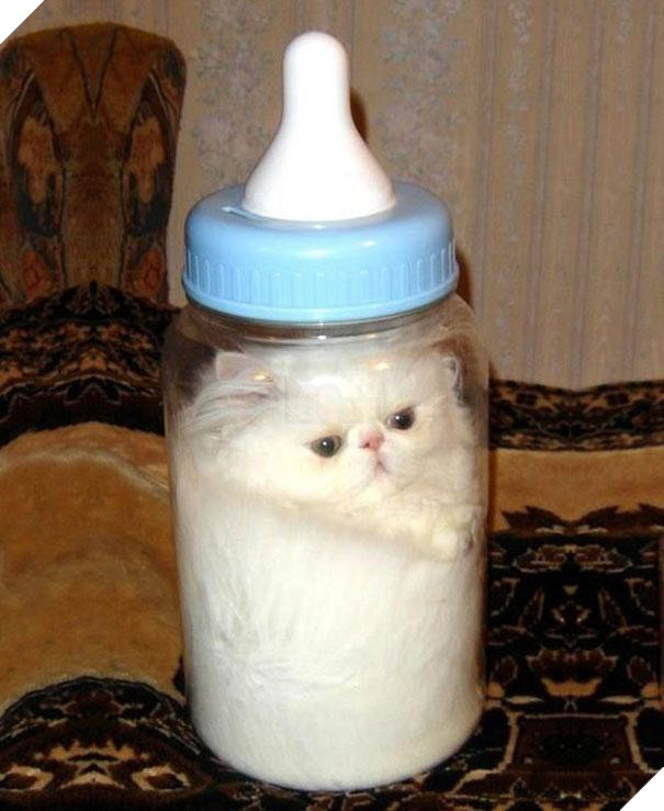 17 chú mèo vô duyên thích chỗ nào là tự tiện chui vào đấy - Ảnh 1.