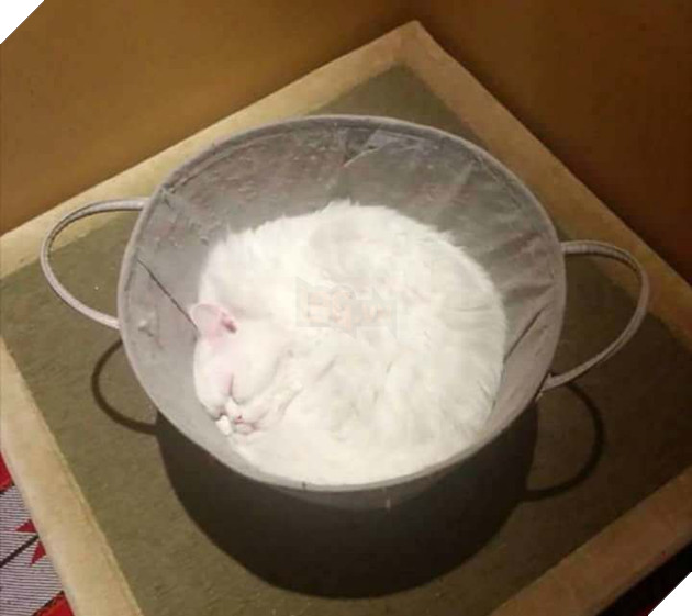 17 chú mèo vô duyên thích chỗ nào là tự tiện chui vào đấy - Ảnh 5.