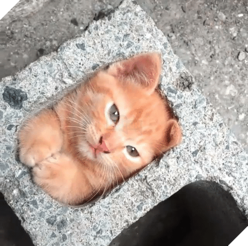 17 chú mèo vô duyên thích chỗ nào là tự tiện chui vào đấy - Ảnh 21.