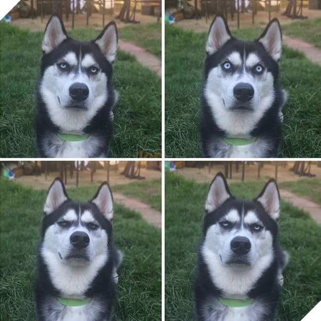 Gặp gỡ chú chó có khuôn mặt cau có nhất mùa Giáng Sinh - Ảnh 7.