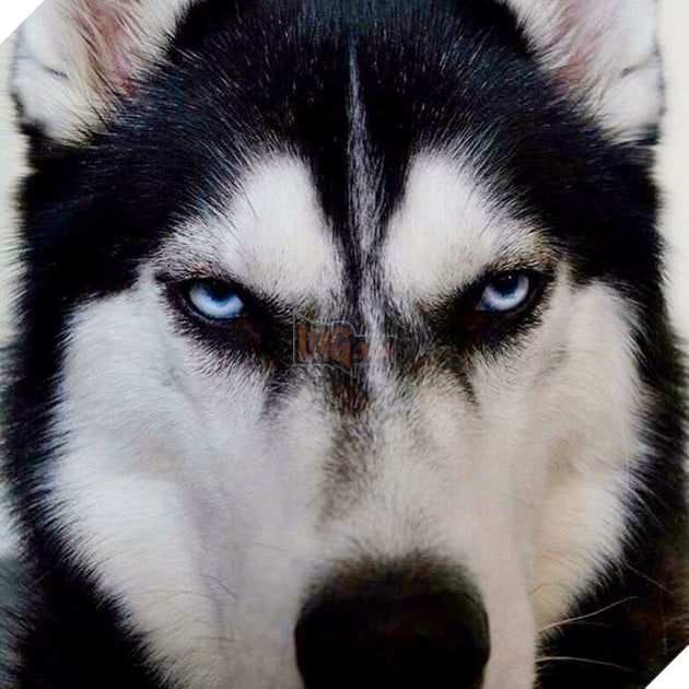 Gặp gỡ chú chó có khuôn mặt cau có nhất mùa Giáng Sinh - Ảnh 3.