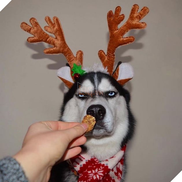 Gặp gỡ chú chó có khuôn mặt cau có nhất mùa Giáng Sinh - Ảnh 9.