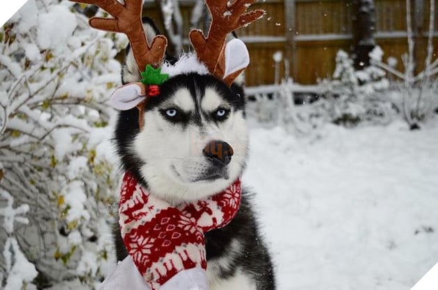 Gặp gỡ chú chó có khuôn mặt cau có nhất mùa Giáng Sinh - Ảnh 17.