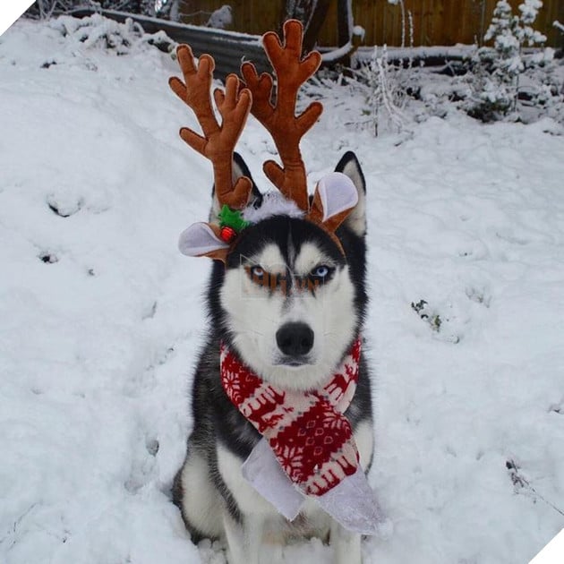 Gặp gỡ chú chó có khuôn mặt cau có nhất mùa Giáng Sinh - Ảnh 15.