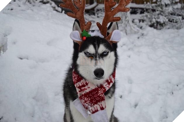 Gặp gỡ chú chó có khuôn mặt cau có nhất mùa Giáng Sinh - Ảnh 13.