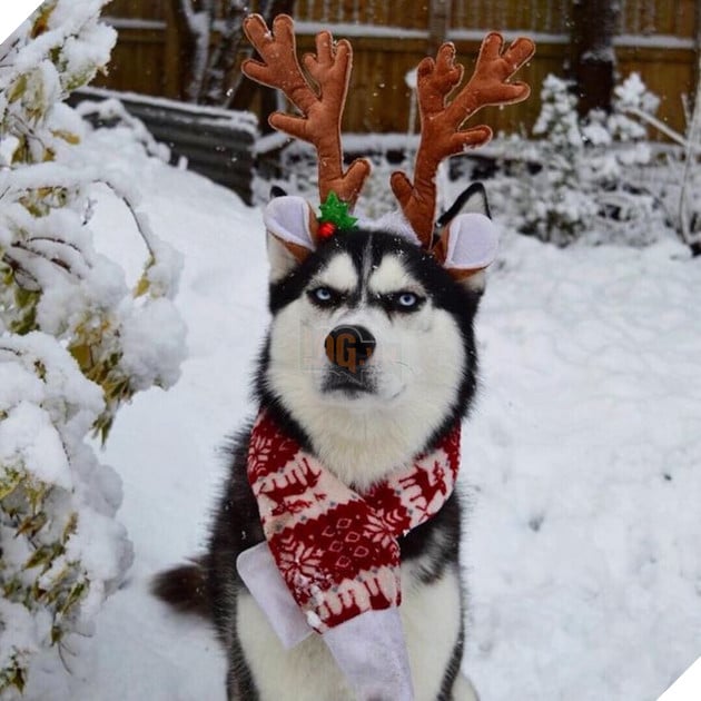 Gặp gỡ chú chó có khuôn mặt cau có nhất mùa Giáng Sinh - Ảnh 19.