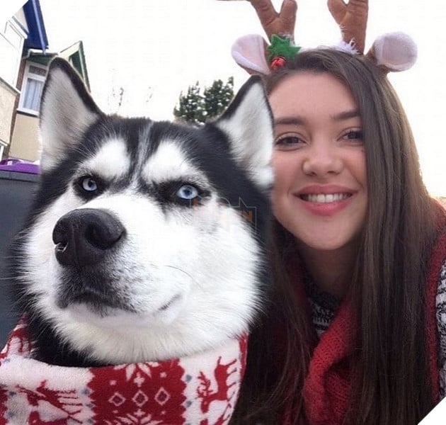 Gặp gỡ chú chó có khuôn mặt cau có nhất mùa Giáng Sinh - Ảnh 1.