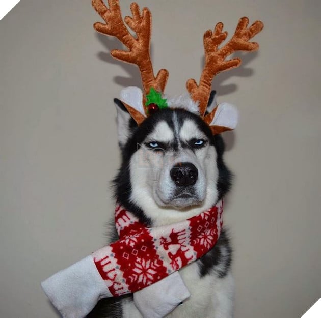 Gặp gỡ chú chó có khuôn mặt cau có nhất mùa Giáng Sinh - Ảnh 11.