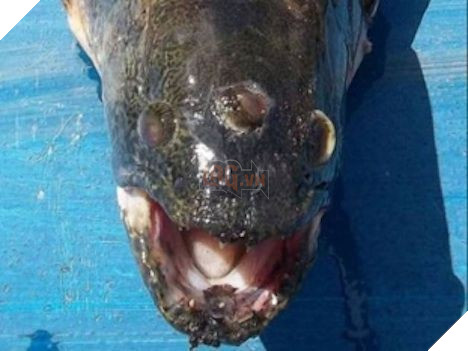 
Cá ba mắt ngoài đời thực
