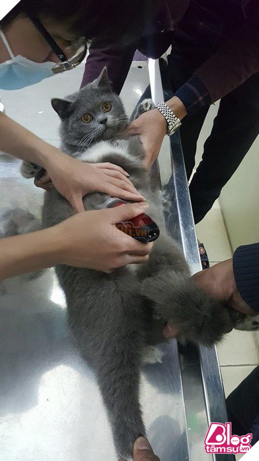 THẤY MÈO CƯNG PHÁT TƯỚNG NHƯ MANG BẦU, ANH CHỦ CHO ĐI SIÊU ÂM 4D NHƯ THẬT VÀ CÁI KẾT ‘CƯỜI BỂ BỤNG’ 3