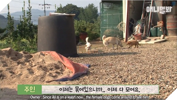 'Hậu cung' gần nhà của Ali