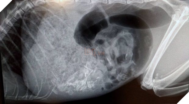 Thấy bụng mèo to khác thường, gia đình tưởng sắp đẻ nhưng khi mổ ra thì sự thật không phải như vậy - Ảnh 2.