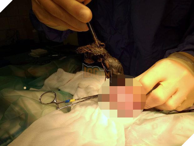 Thấy bụng mèo to khác thường, gia đình tưởng sắp đẻ nhưng khi mổ ra thì sự thật không phải như vậy - Ảnh 3.