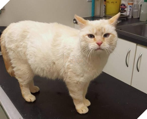 Thấy bụng mèo to khác thường, gia đình tưởng sắp đẻ nhưng khi mổ ra thì sự thật không phải như vậy - Ảnh 1.