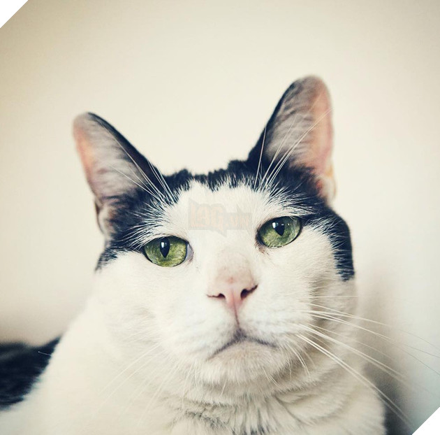 Chú mèo Nhật Bản với gương mặt buồn rười rượi, thương ơi là thương! - Ảnh 1.