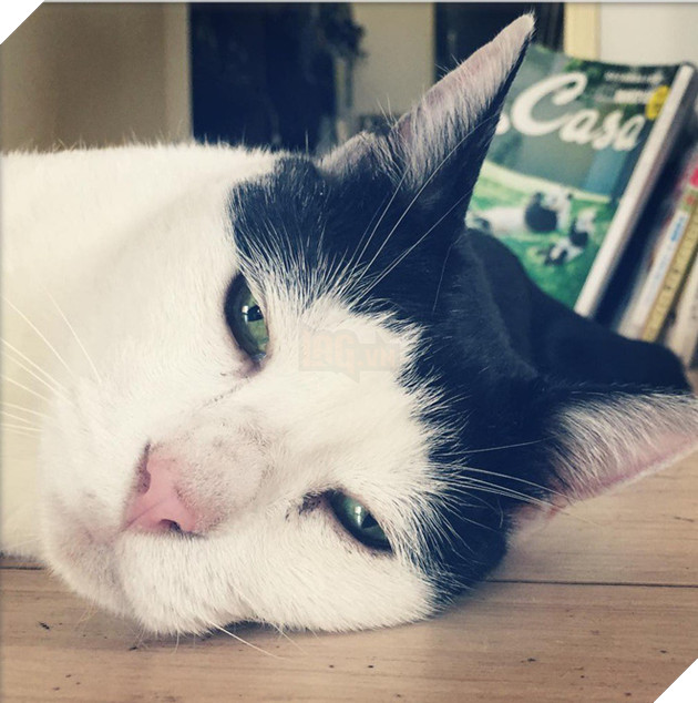 Ch&#250; m&#232;o Nhật Bản với gương mặt buồn rười rượi, thương ơi l&#224; thương! - Ảnh 15.