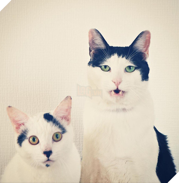 Ch&#250; m&#232;o Nhật Bản với gương mặt buồn rười rượi, thương ơi l&#224; thương! - Ảnh 15.