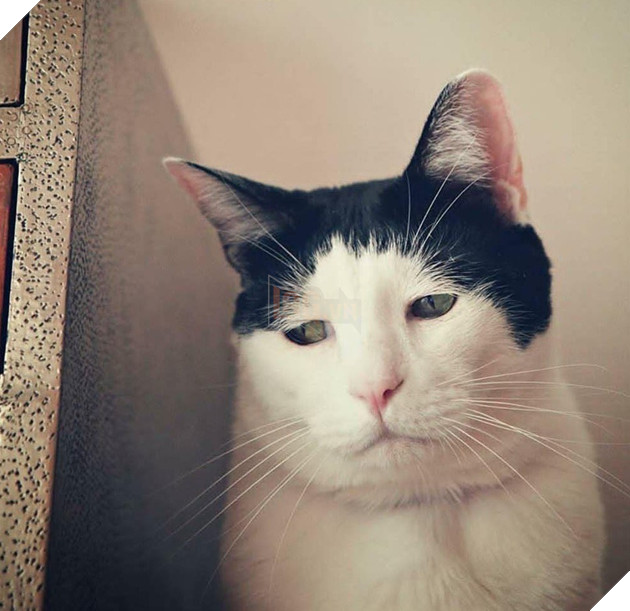 Chú mèo Nhật Bản với gương mặt buồn rười rượi, thương ơi là thương! - Ảnh 7.