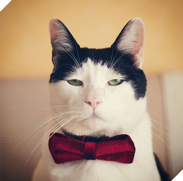 Chú mèo Nhật Bản với gương mặt buồn rười rượi, thương ơi là thương! - Ảnh 13.