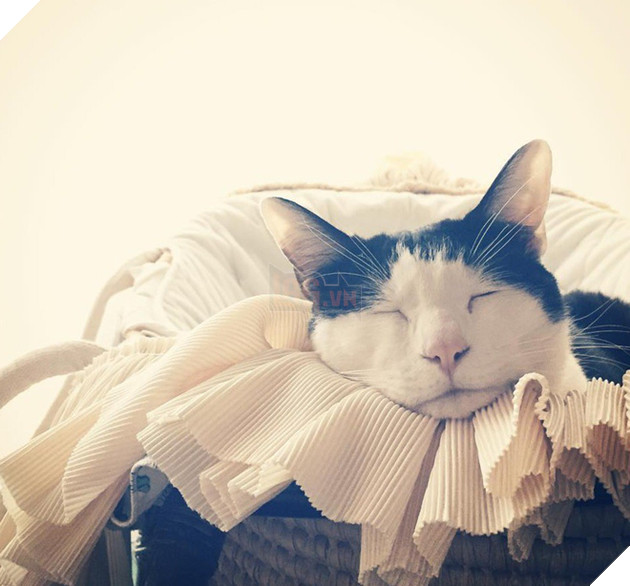 Ch&#250; m&#232;o Nhật Bản với gương mặt buồn rười rượi, thương ơi l&#224; thương! - Ảnh 15.