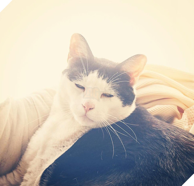 Chú mèo Nhật Bản với gương mặt buồn rười rượi, thương ơi là thương! - Ảnh 9.