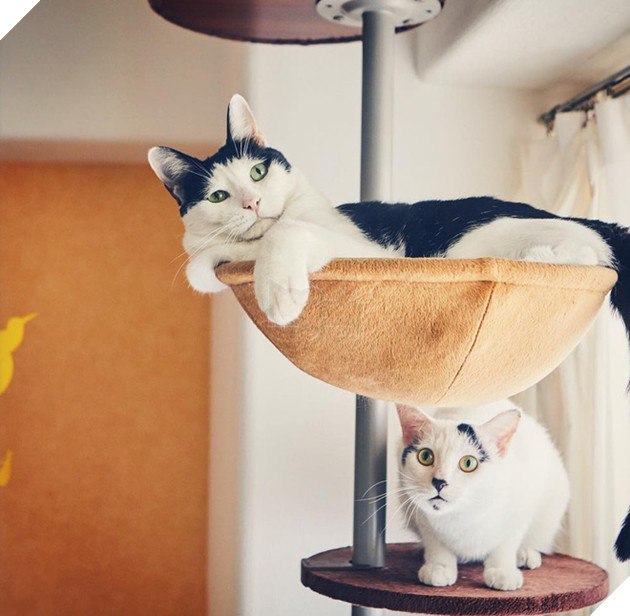 Ch&#250; m&#232;o Nhật Bản với gương mặt buồn rười rượi, thương ơi l&#224; thương! - Ảnh 5.