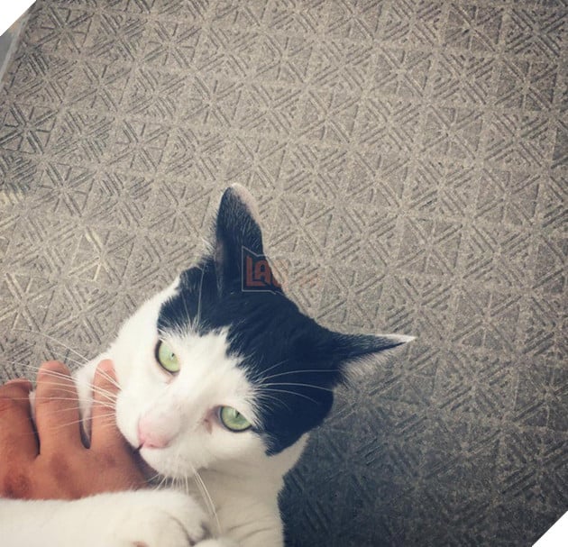 Ch&#250; m&#232;o Nhật Bản với gương mặt buồn rười rượi, thương ơi l&#224; thương! - Ảnh 15.