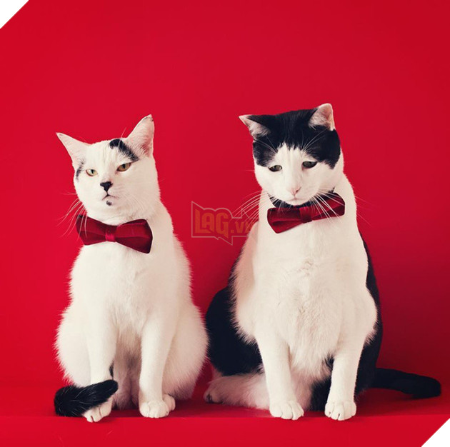 Ch&#250; m&#232;o Nhật Bản với gương mặt buồn rười rượi, thương ơi l&#224; thương! - Ảnh 5.