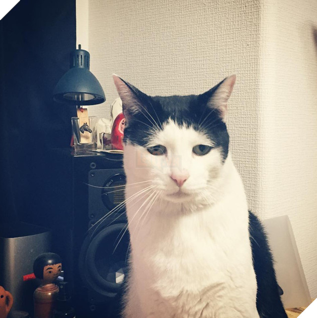 Chú mèo Nhật Bản với gương mặt buồn rười rượi, thương ơi là thương! - Ảnh 3.