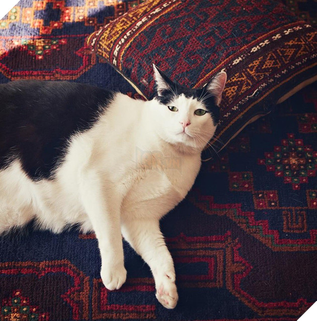 Chú mèo Nhật Bản với gương mặt buồn rười rượi, thương ơi là thương! - Ảnh 11.