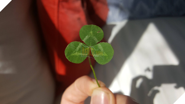 14 thứ may mắn khiến bạn chợt cảm thấy mình thật hên trong dịp đầu năm - Ảnh 3.