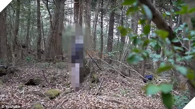 Vào khu rừng tự tử tại Nhật Bản quay video phản cảm, Youtuber nổi tiếng phải xin lỗi sau khi bị MXH phản ứng dữ dội - Ảnh 3.