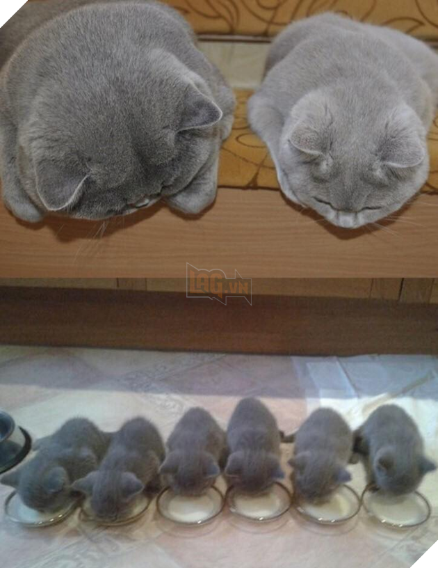 16 ảo giác thị giác khiến người xem cứ ngỡ mình đang bị lú lẫn - Ảnh 23.