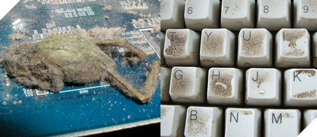 Bức hình cho thấy điện thoại bạn bẩn như thế nào và tần suất vệ sinh vật dụng bạn vẫn dùng hàng ngày - Ảnh 6.