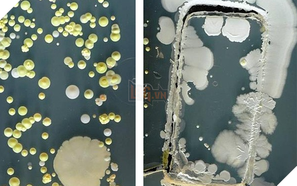 Bức hình cho thấy điện thoại bạn bẩn như thế nào và tần suất vệ sinh vật dụng bạn vẫn dùng hàng ngày - Ảnh 2.