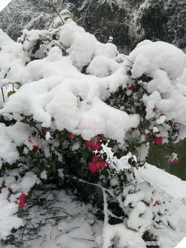 Chưa bao giờ nh&#236;n tuyết rơi m&#224; người h&#226;m mộ lại ng&#225;n ngẩm, thương cho c&#225;c ch&#224;ng trai U23 Việt Nam đến vậy - Ảnh 5.