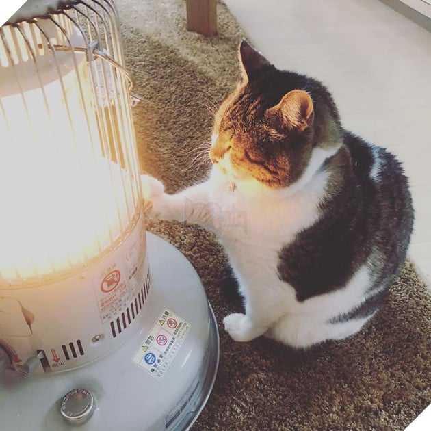 Phải lòng phải mặt với cái máy sưởi, chú mèo béo cứ ôm chặt mãi không rời - Ảnh 3. Phải lòng phải mặt với cái máy sưởi, chú mèo béo cứ ôm chặt mãi không rời - Ảnh 3.